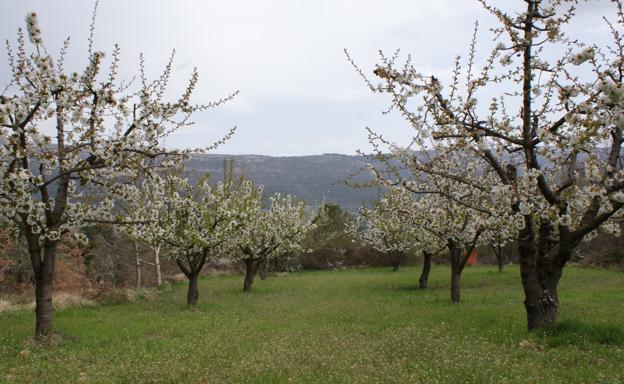 La floración de los cerezos había ido bien y los árboles están cargados de frutas