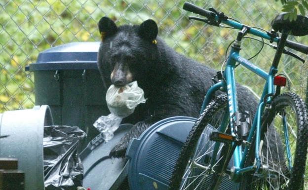 Un oso negro, buscando comida.