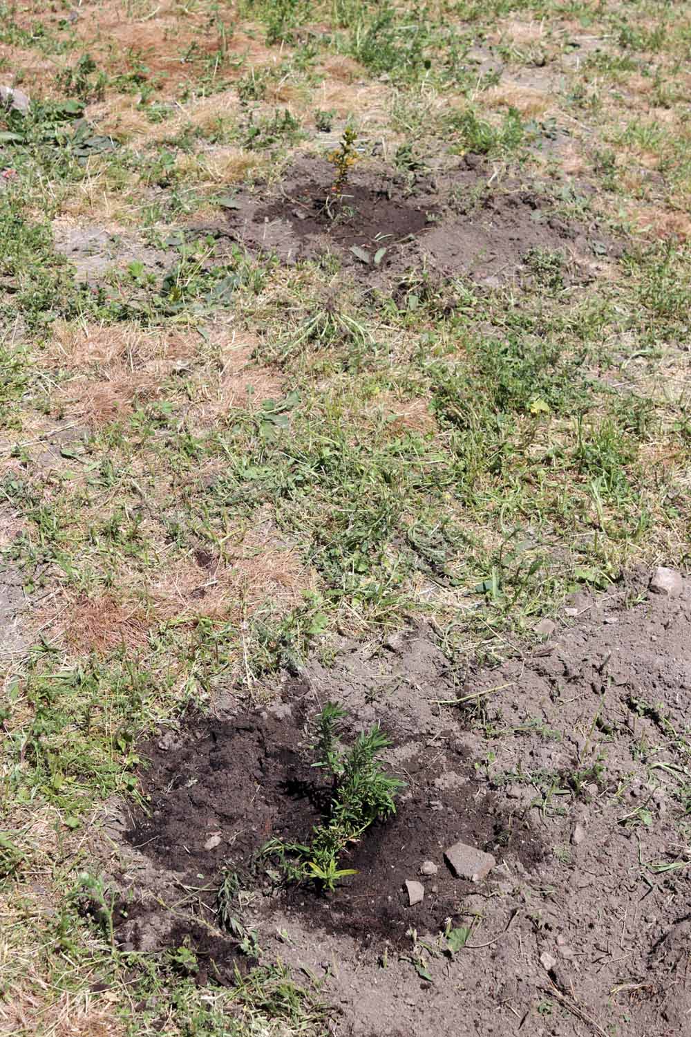 Fotos: Centenares de burgaleses han plantado árboles en la ladera del Castillo