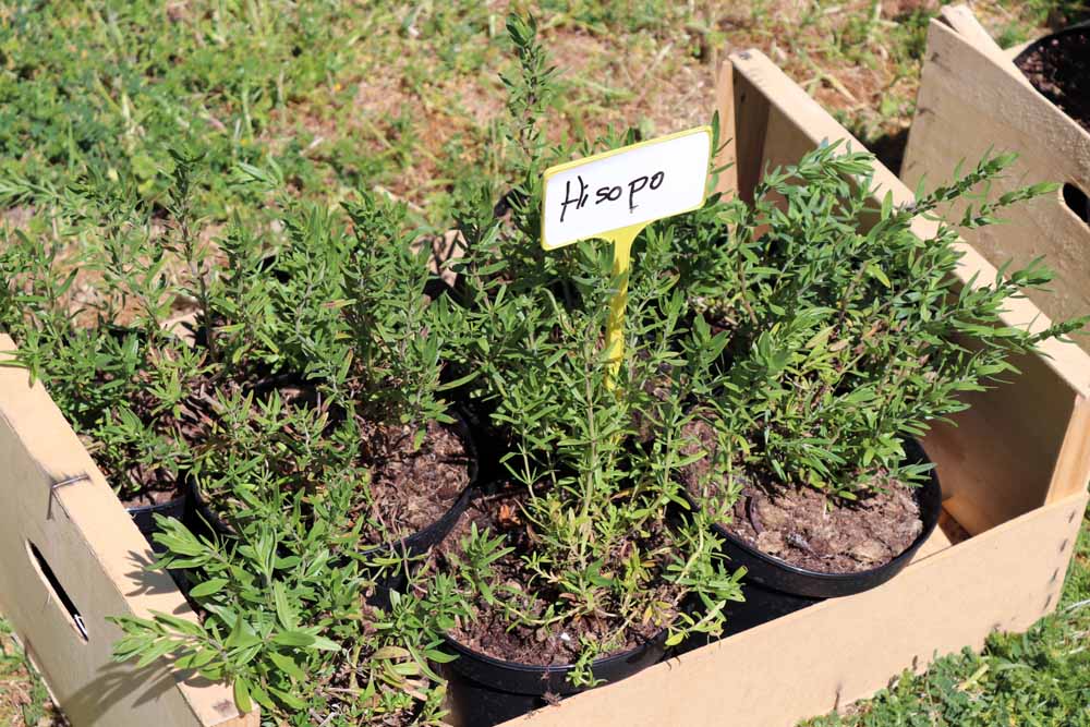 Fotos: Centenares de burgaleses han plantado árboles en la ladera del Castillo