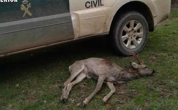 La Guardia Civil de Palencia investiga a un cazador por abatir un corzo en Villabellaco