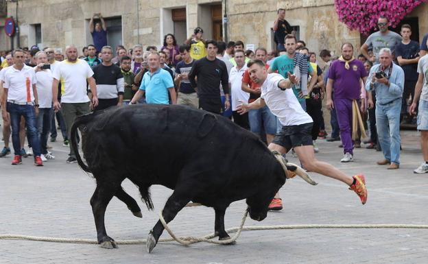 Celebración del toro enmaromado de Astudillo, el pasado mes de septiembre. 