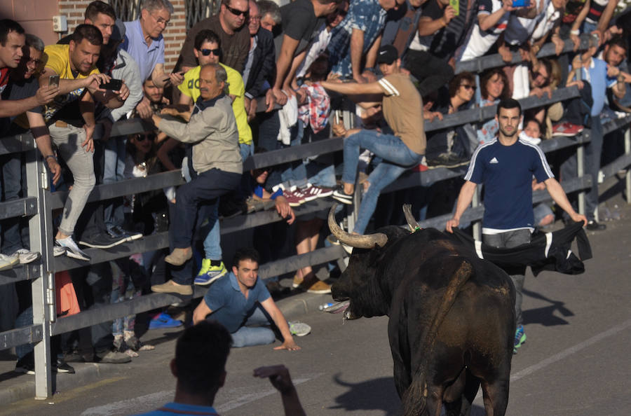 Como viene siendo habitual desde hace años, el primer fin de semana del mes de junio se convierte en una especie de fiestas patronales chicas en Medina del Campo, gracias a la suelta urbana de tres morlacos