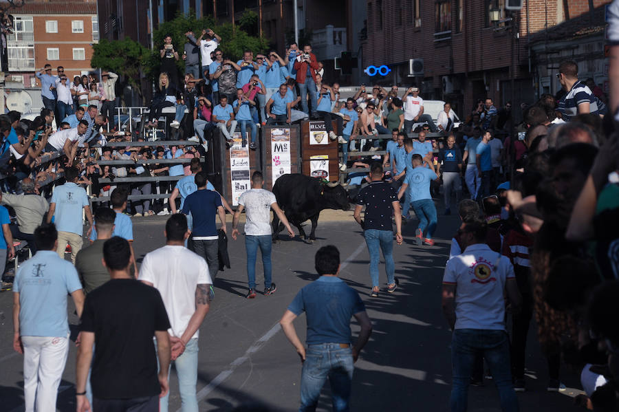 Como viene siendo habitual desde hace años, el primer fin de semana del mes de junio se convierte en una especie de fiestas patronales chicas en Medina del Campo, gracias a la suelta urbana de tres morlacos