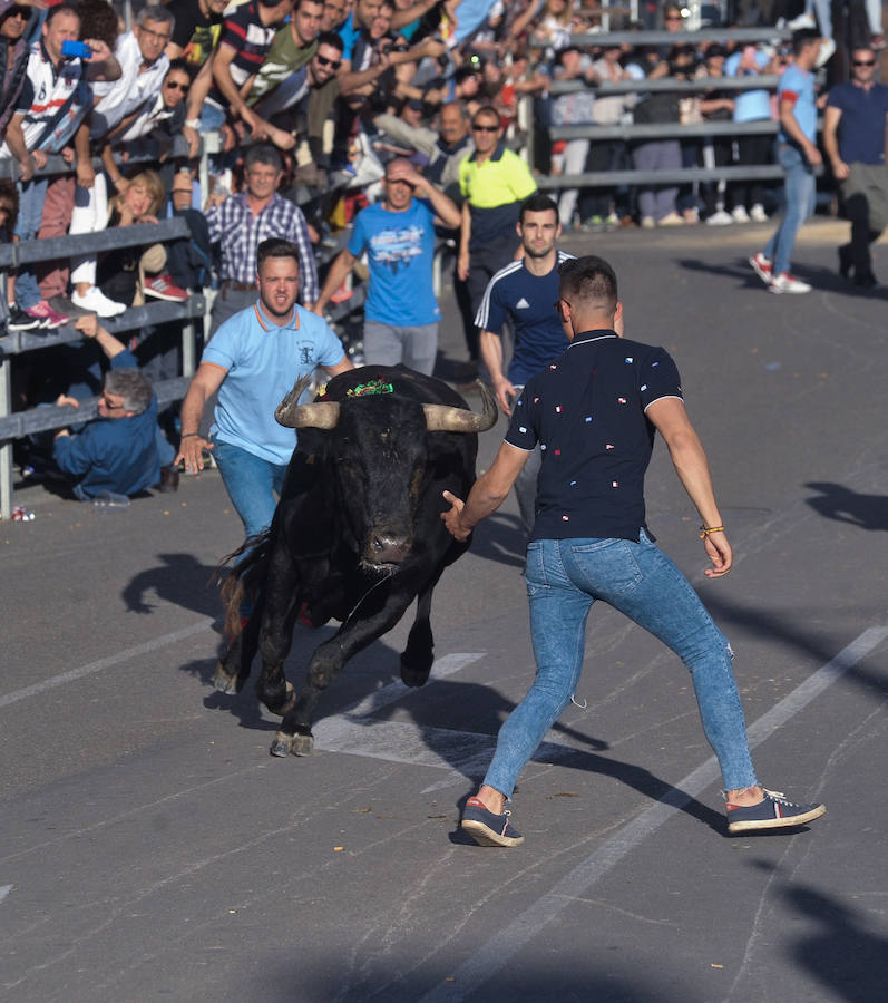 Como viene siendo habitual desde hace años, el primer fin de semana del mes de junio se convierte en una especie de fiestas patronales chicas en Medina del Campo, gracias a la suelta urbana de tres morlacos