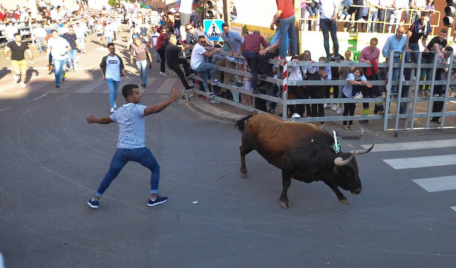 Como viene siendo habitual desde hace años, el primer fin de semana del mes de junio se convierte en una especie de fiestas patronales chicas en Medina del Campo, gracias a la suelta urbana de tres morlacos