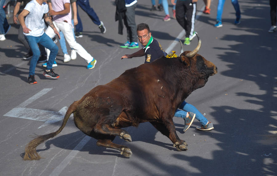 Como viene siendo habitual desde hace años, el primer fin de semana del mes de junio se convierte en una especie de fiestas patronales chicas en Medina del Campo, gracias a la suelta urbana de tres morlacos