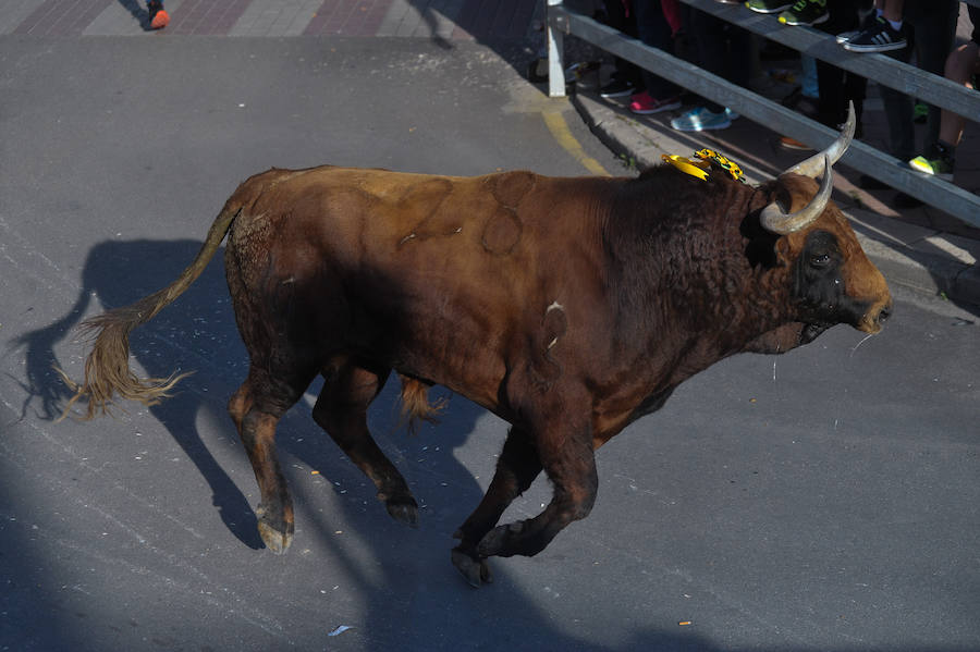 Como viene siendo habitual desde hace años, el primer fin de semana del mes de junio se convierte en una especie de fiestas patronales chicas en Medina del Campo, gracias a la suelta urbana de tres morlacos