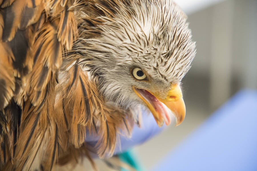 Fotos: Centro de Recuperación de Animales Silvestres (CRAS) de Albillos