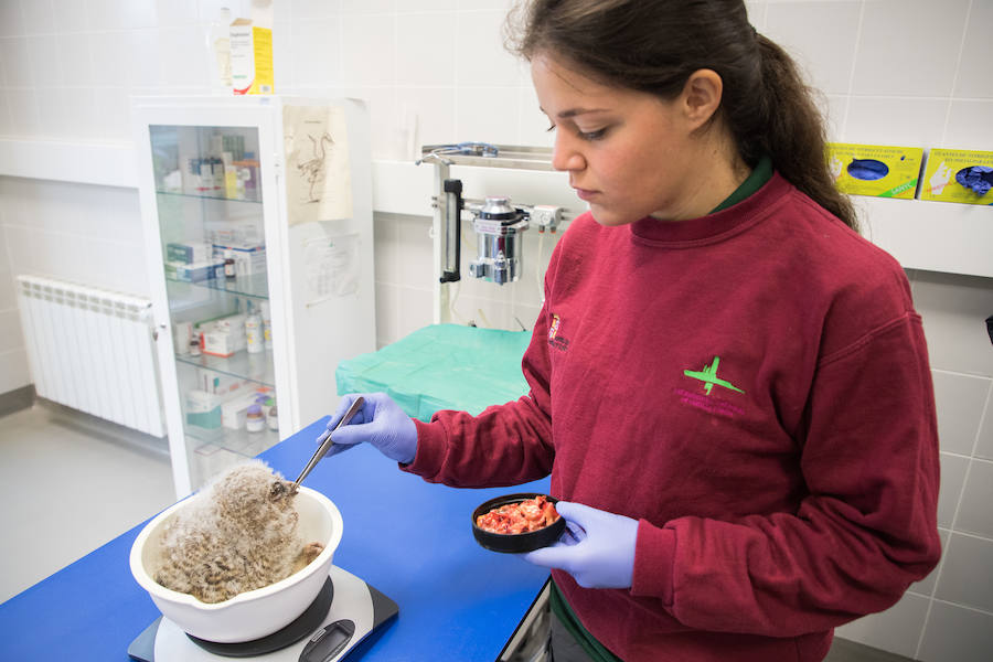 Fotos: Centro de Recuperación de Animales Silvestres (CRAS) de Albillos