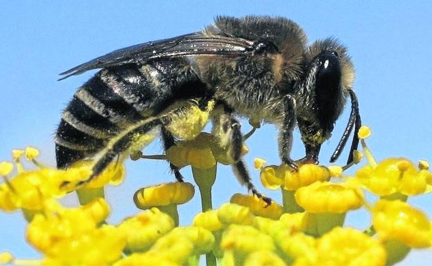 Las picaduras de abejas y avispas matan a tres personas cada verano en Castilla y León