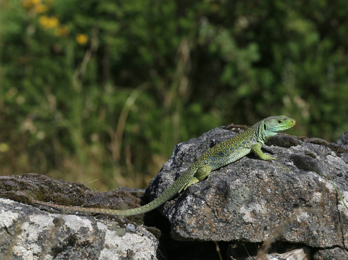 Lagarto ocelado típico de las Arribes del Duero en Aldeadávila (Salamanca).