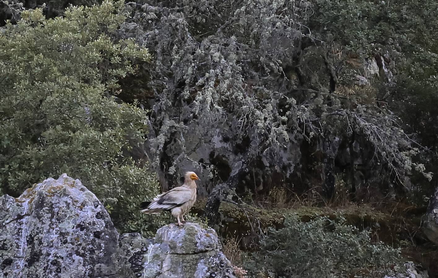 Un alimoche en los Arribes del Duero (Zamora).