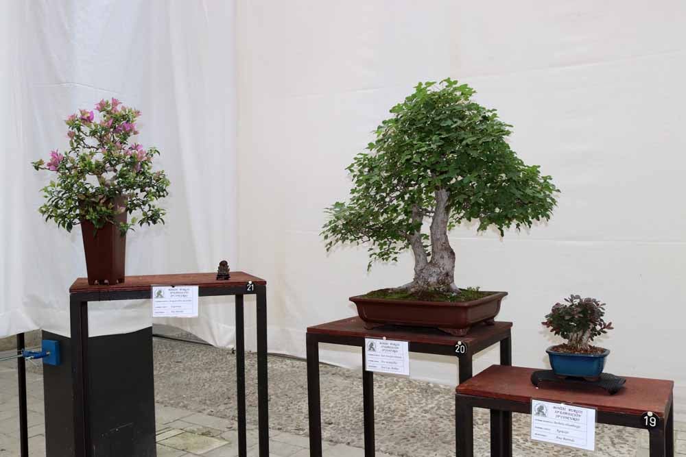 Fotos: En imágenes la exposición de bonsáis