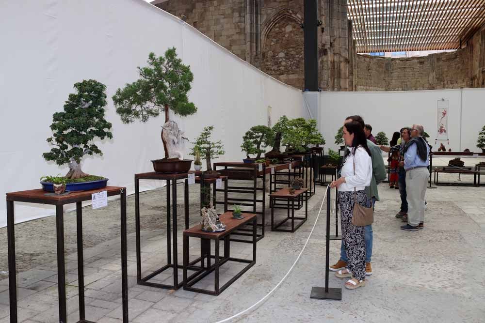 Fotos: En imágenes la exposición de bonsáis