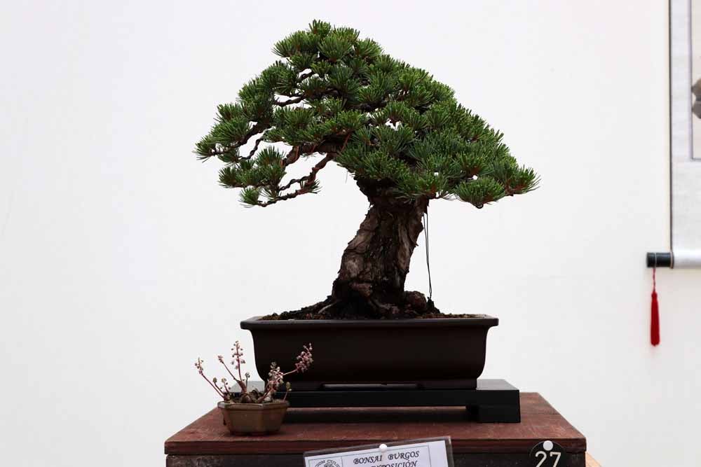 Fotos: En imágenes la exposición de bonsáis