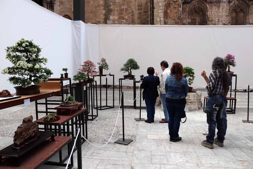 Fotos: En imágenes la exposición de bonsáis