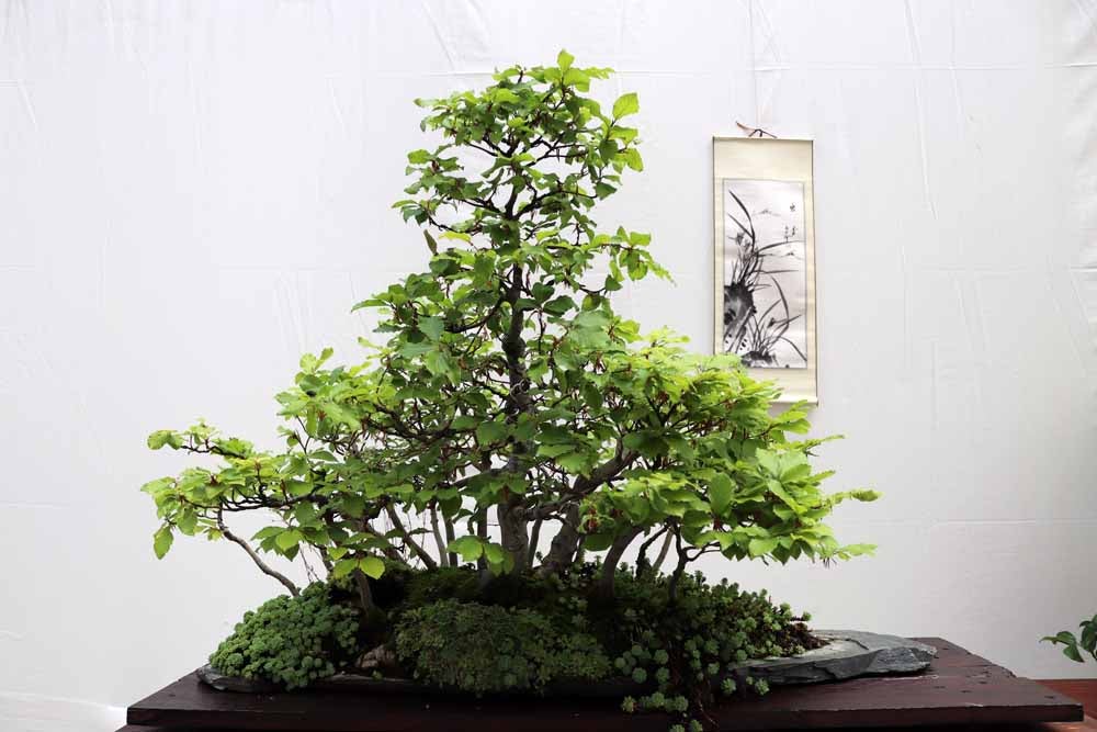 Fotos: En imágenes la exposición de bonsáis