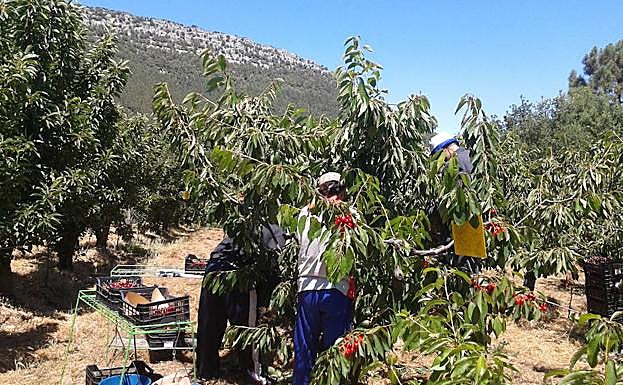 Los recolectores cogen la cereza en el Valle de Las Caderechas