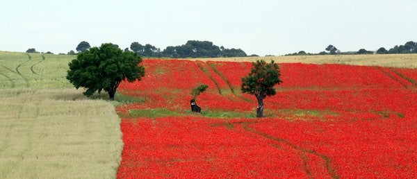 Campo de amapolas en Castilla y León. 