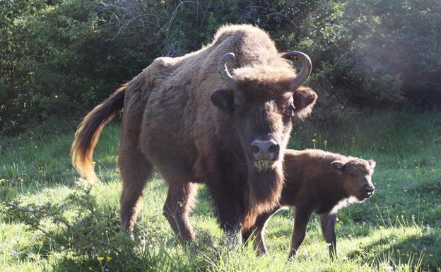 La hembra de bisonte Ciria (I), y parte de la familia, junto a su cria Cierzo, en el monte de San Martín de Perapertú (Palencia). 