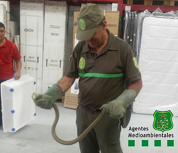 Los Agentes Medioambientales acuden al lugar del aviso para capturar al animal