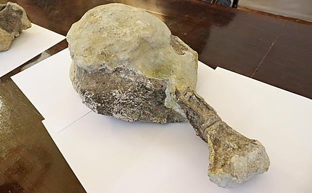Uno de los huesos encontrados la campaña pasada
