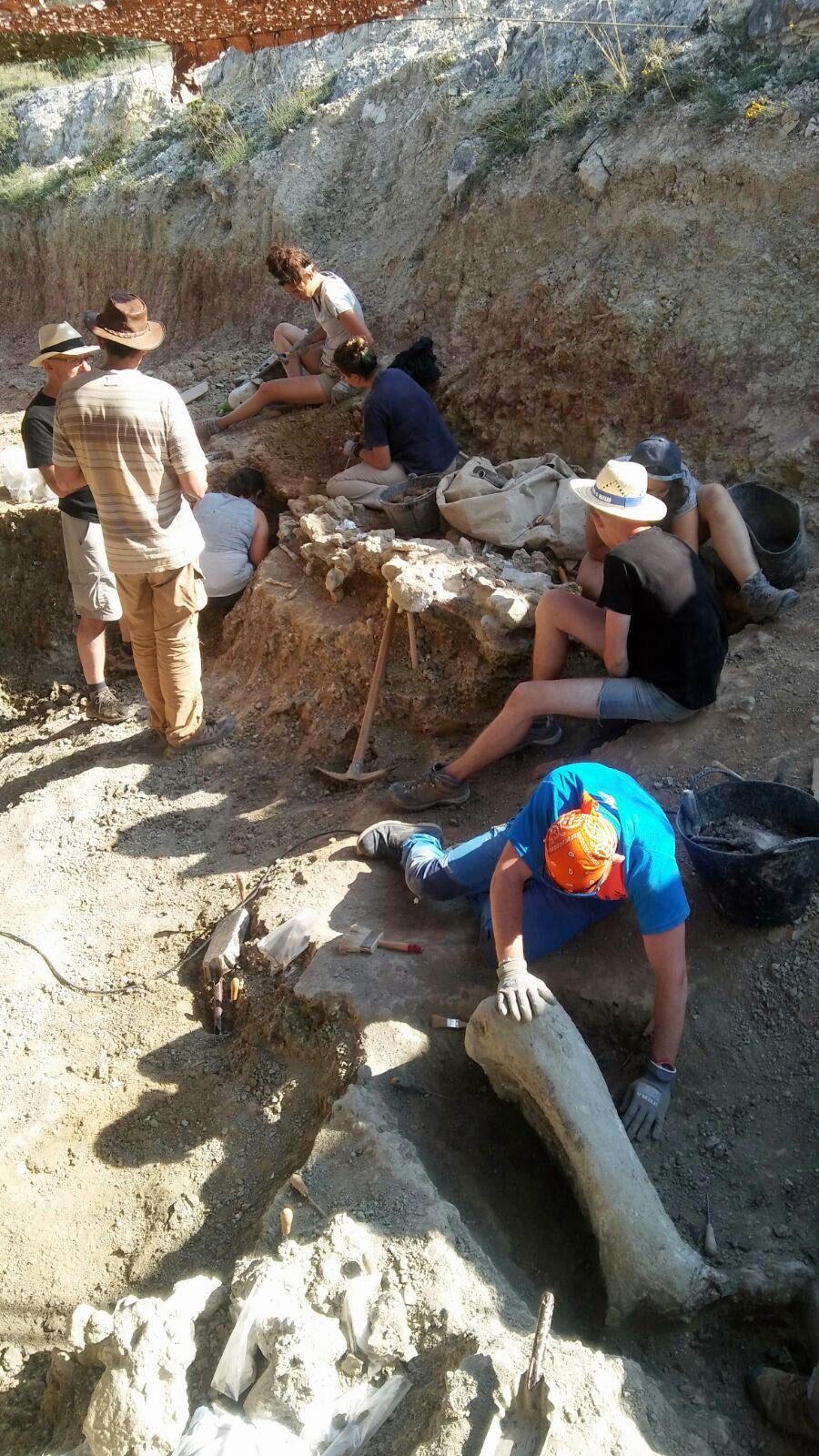 Fotos: El Colectivo Arqueológico Salense descubre importantes restos de un saurópodo