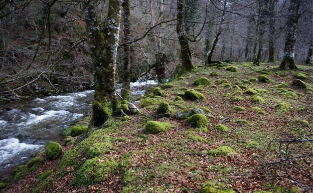 Ruta de los Puentes, del parque natural de Saja-Besaya. 