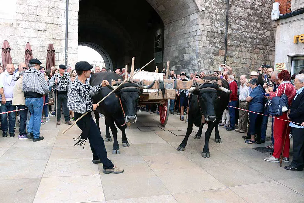 Fotos: Los materiales que dieron forma a la Catedral vuelven en bueyes y vacas serranas