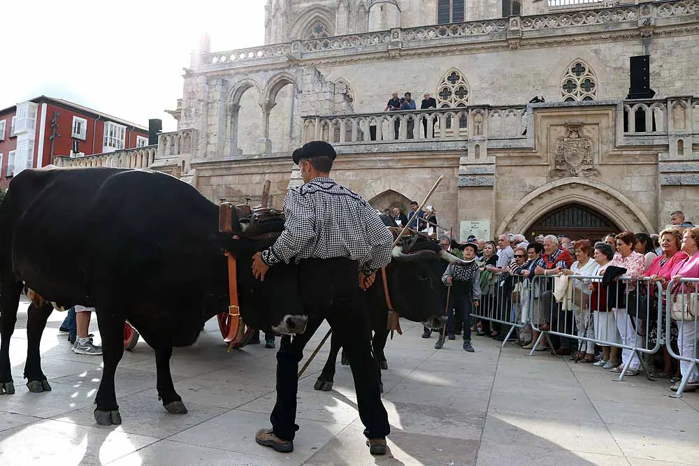 Fotos: Los materiales que dieron forma a la Catedral vuelven en bueyes y vacas serranas