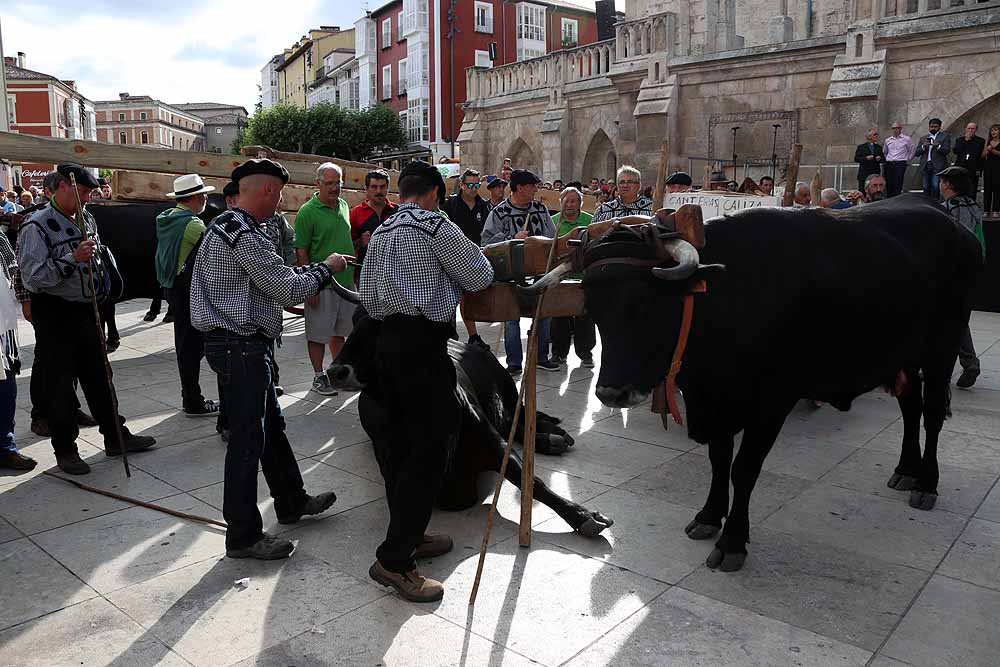 Fotos: Los materiales que dieron forma a la Catedral vuelven en bueyes y vacas serranas