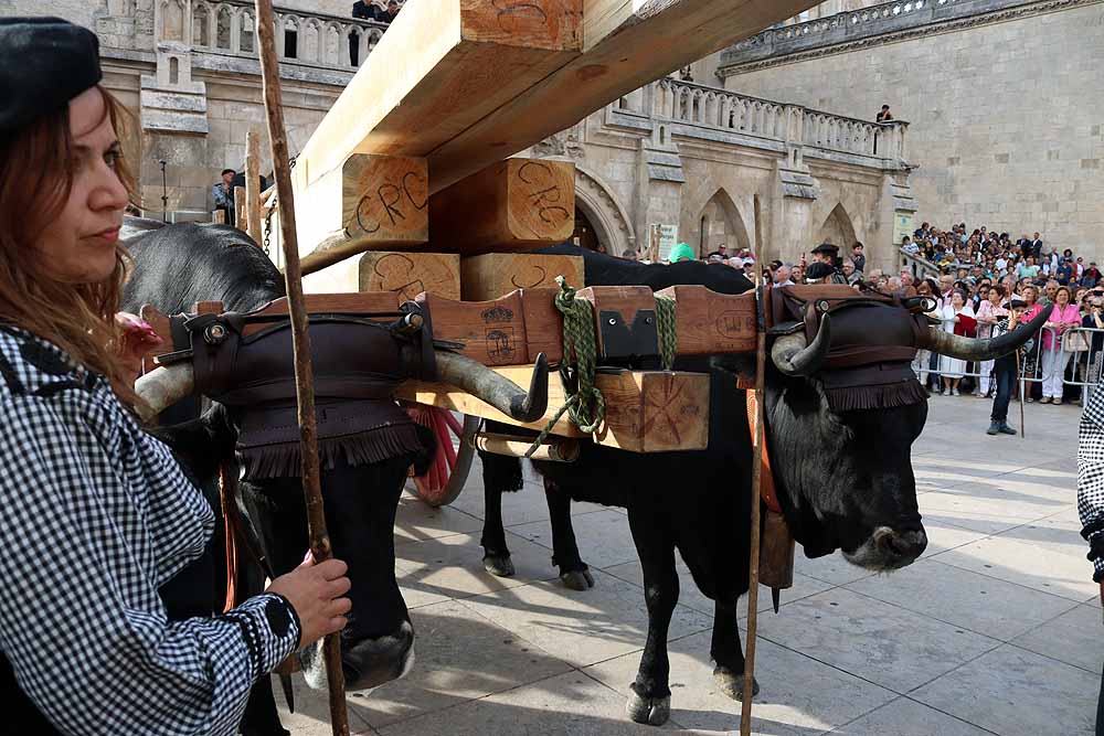 Fotos: Los materiales que dieron forma a la Catedral vuelven en bueyes y vacas serranas