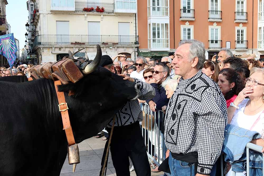 Fotos: Los materiales que dieron forma a la Catedral vuelven en bueyes y vacas serranas