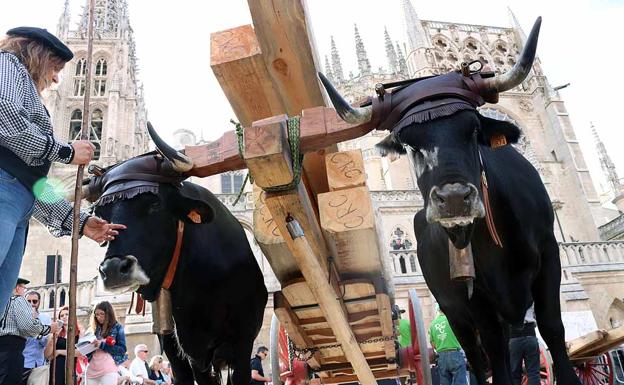 Bueyes y vacas serranas han portado madera de la Sierra del Arlanza y piedra de Hontoria de la Cantera