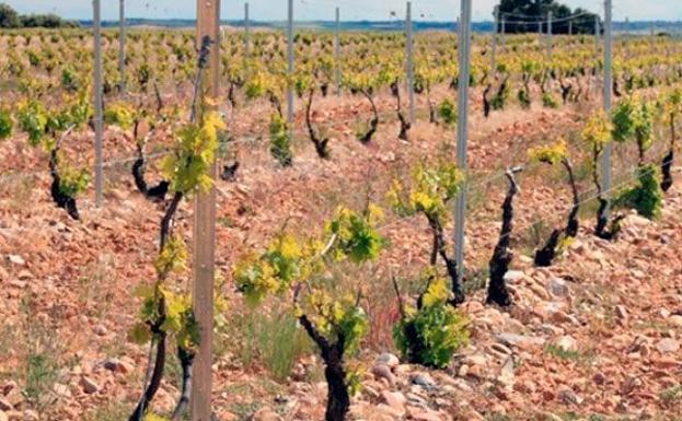 Viñas de la Ribera del Duero