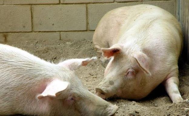 La explotación puede llegar a albergar unos 59.000 animales al año