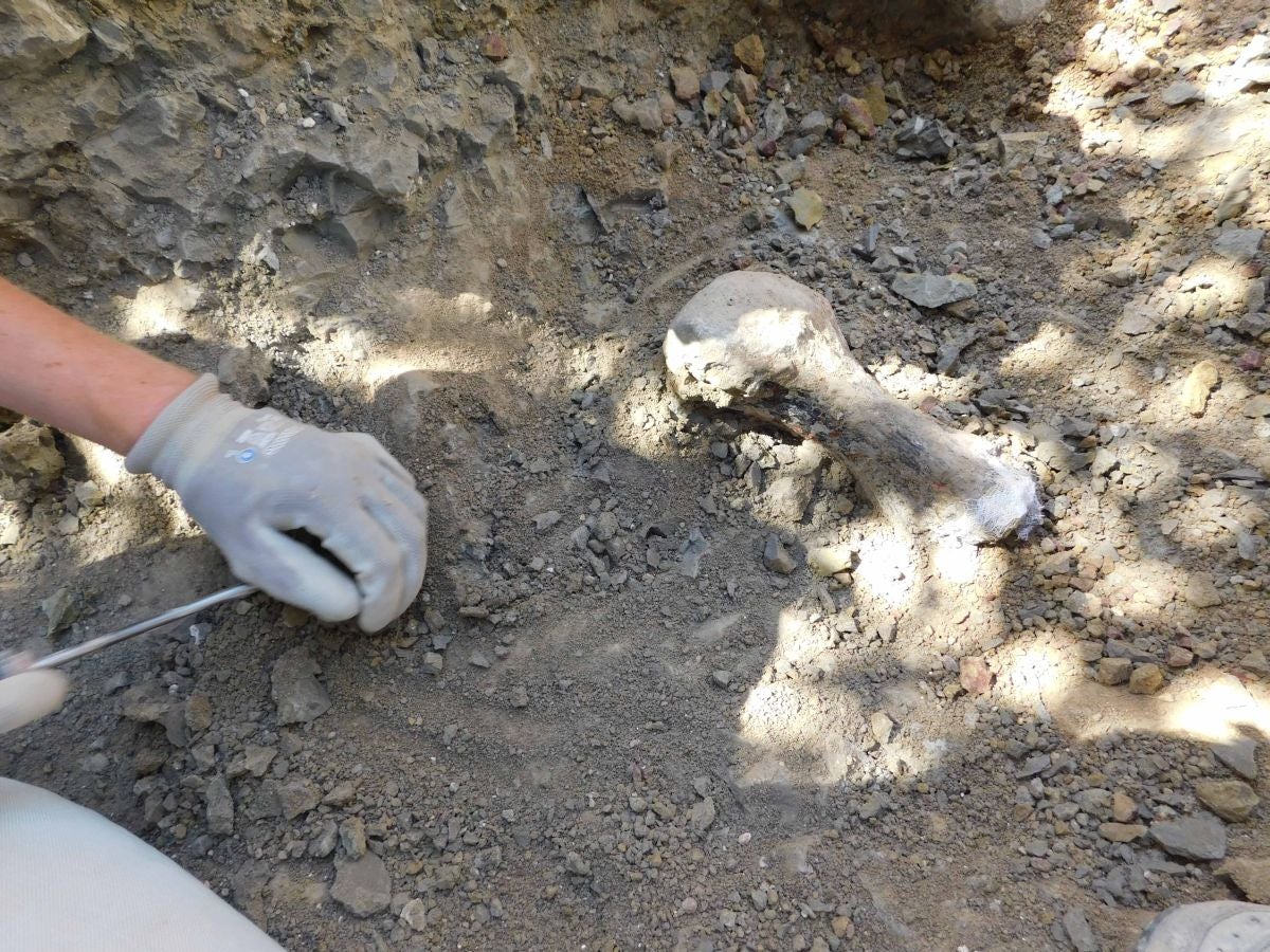 Fotos: Balance de la Campaña 2018 de excavaciones en el yacimiento de restos de dinosaurios Valdepalazuelos-Tenadas del Carrascal de Torrelara