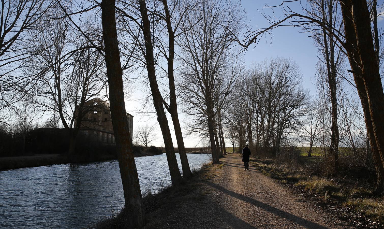 Camino arbolado junto al Canal de Castilla a su paso por Tamariz de Campos (Valladolid).