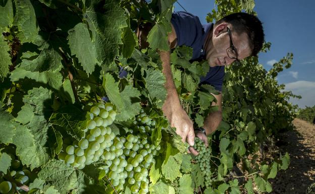Álvaro Puras, de la DO de Rueda, mira los viñedos de verdejo.