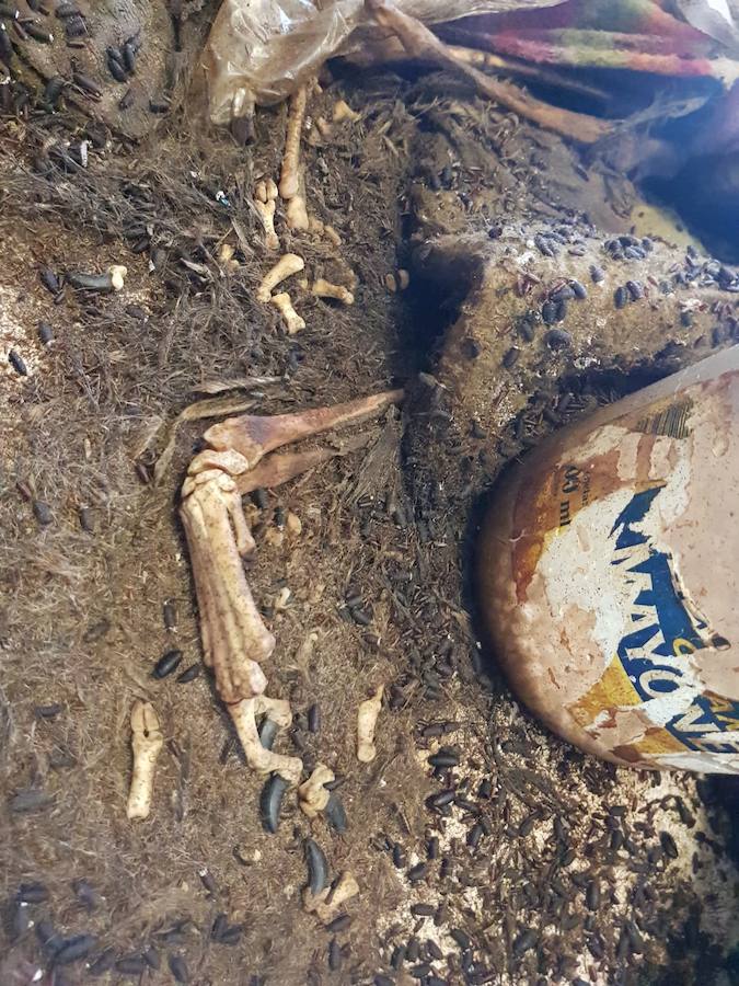 Imagen tomada por la protectora Defaniva del cadáver de Cooper, en la cocina de una vivienda de Santovenia. 