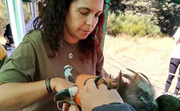 Los animales han sido marcados esta mañana