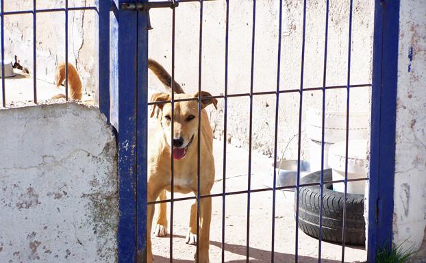Cada vez son más los animales abandonados en las calles Ismael del Álamo