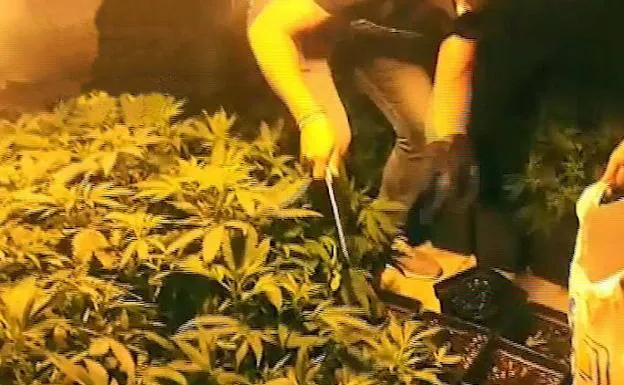 Cultivo de marihuana.