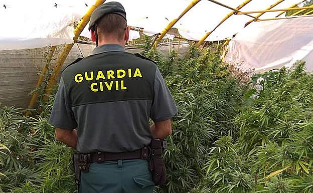 Un agente de la Guardia Civil inspecciona la plantación de marihuana.