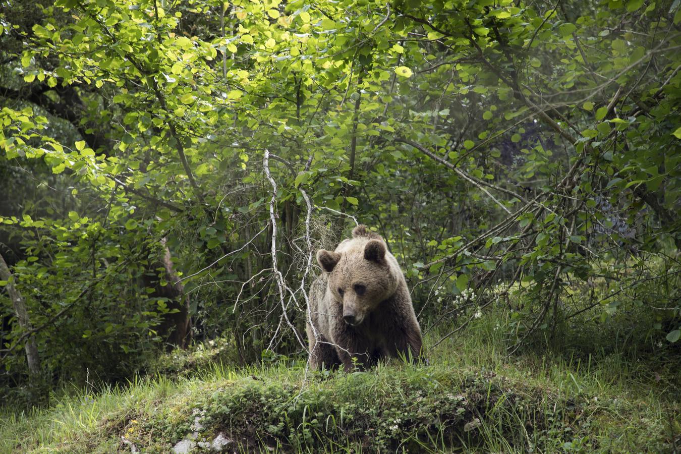 Oso Pardo Cantábrico.