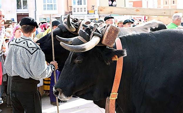La vaca serrana está en peligro de extinción