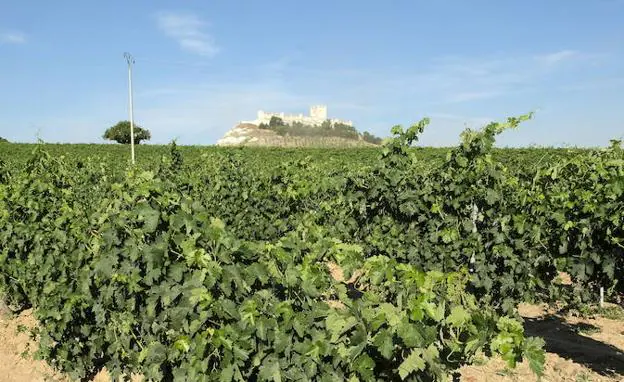 Imagen de un viñedo de la DO Ribera del Duero en Peñafiel