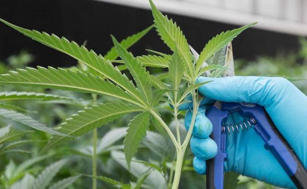 Plantación de cannabis en Ontario, Canadá.