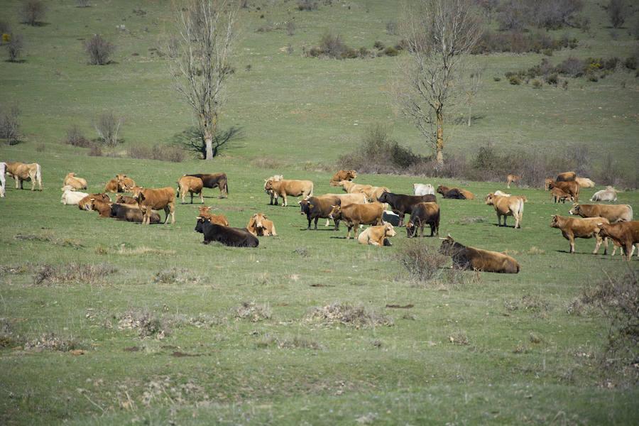 En una provincia rural esta línea de ayuda tiene mucha relevancia. 